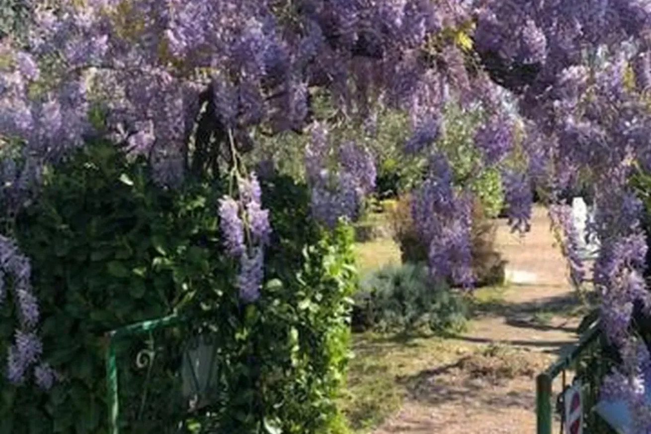 A garden path passes beneath flowering purple vines and leafy greenery.