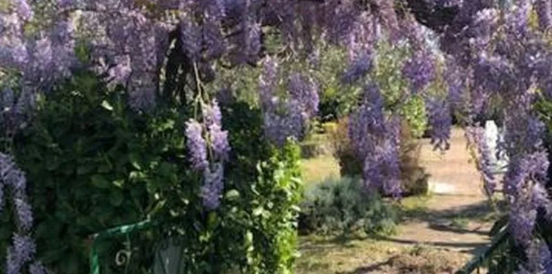 A garden path runs between flowering purple shrubs and greenery.