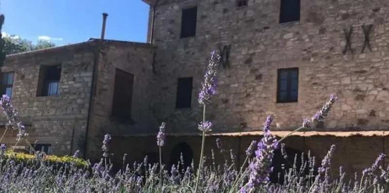 A stone building stands behind flowering lavender plants under a clear sky.