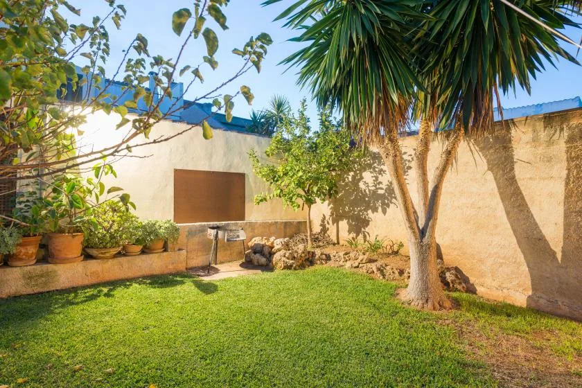 A sunny garden with green lawn, leafy trees, and potted plants beside a wall.