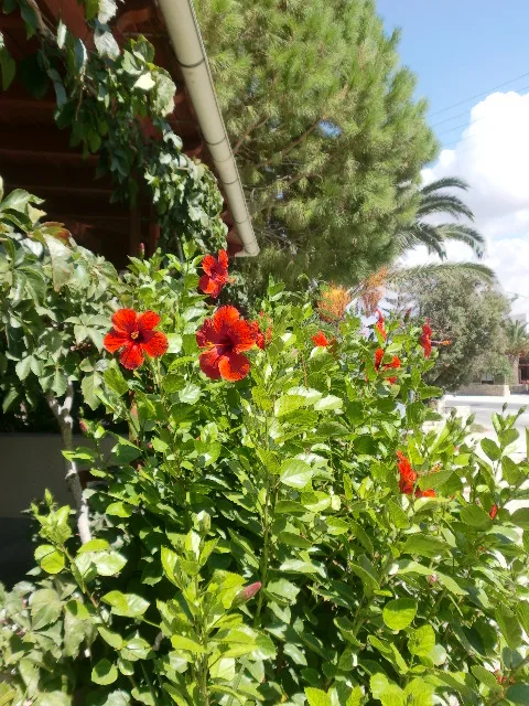Recepción, desayuno y zona de juegos del hotel