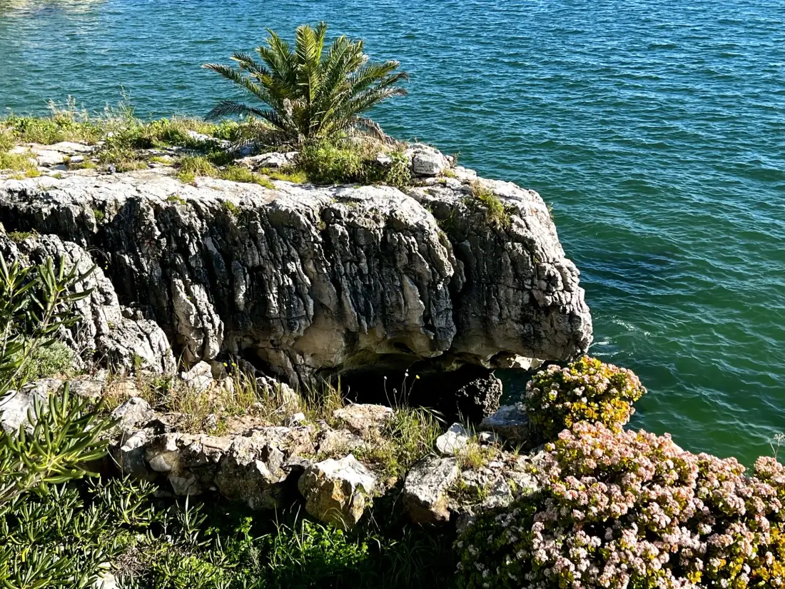 A rocky shoreline with a palm and flowering plants beside the water.