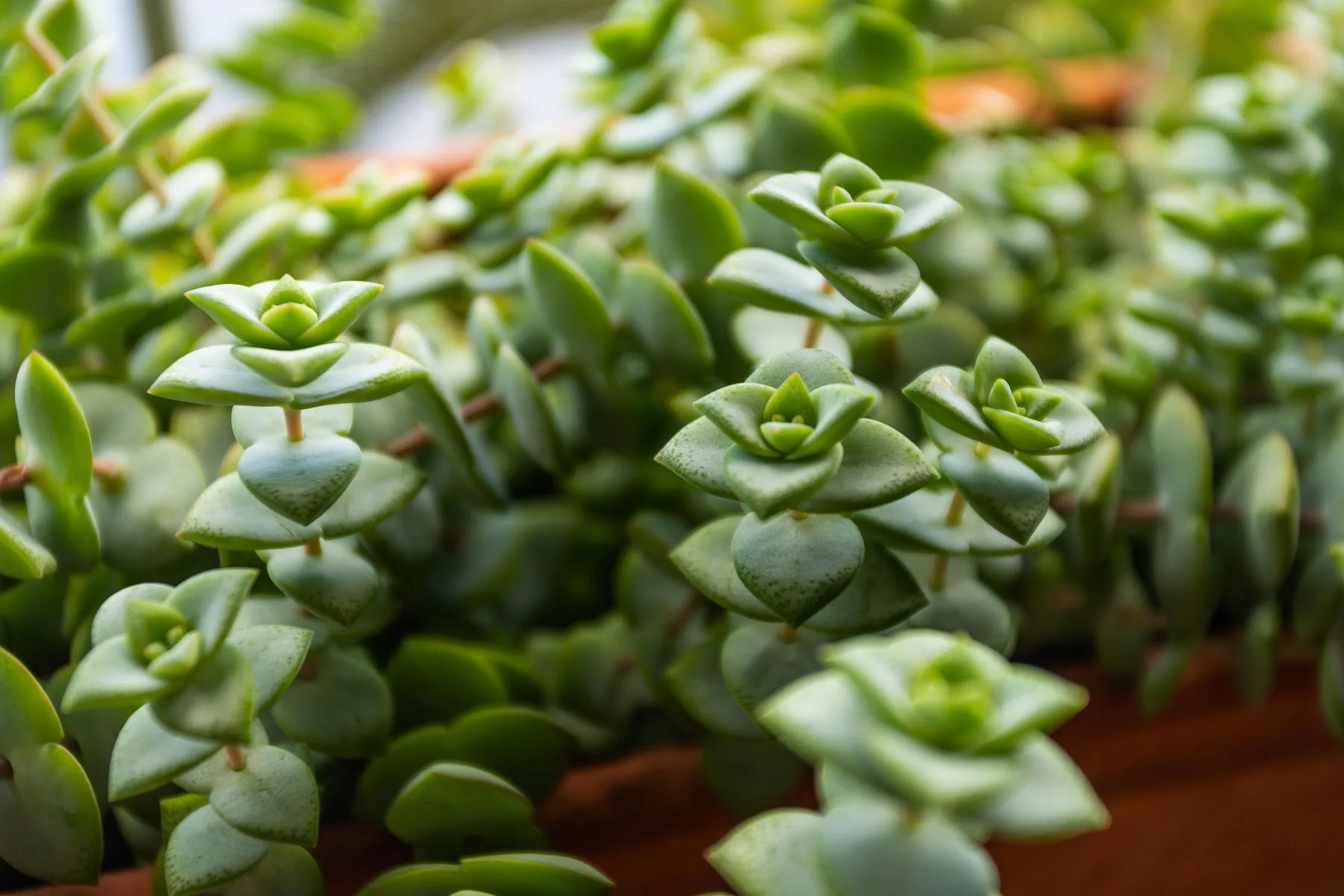 Primer plano de plantas suculentas verdes en un jardín.