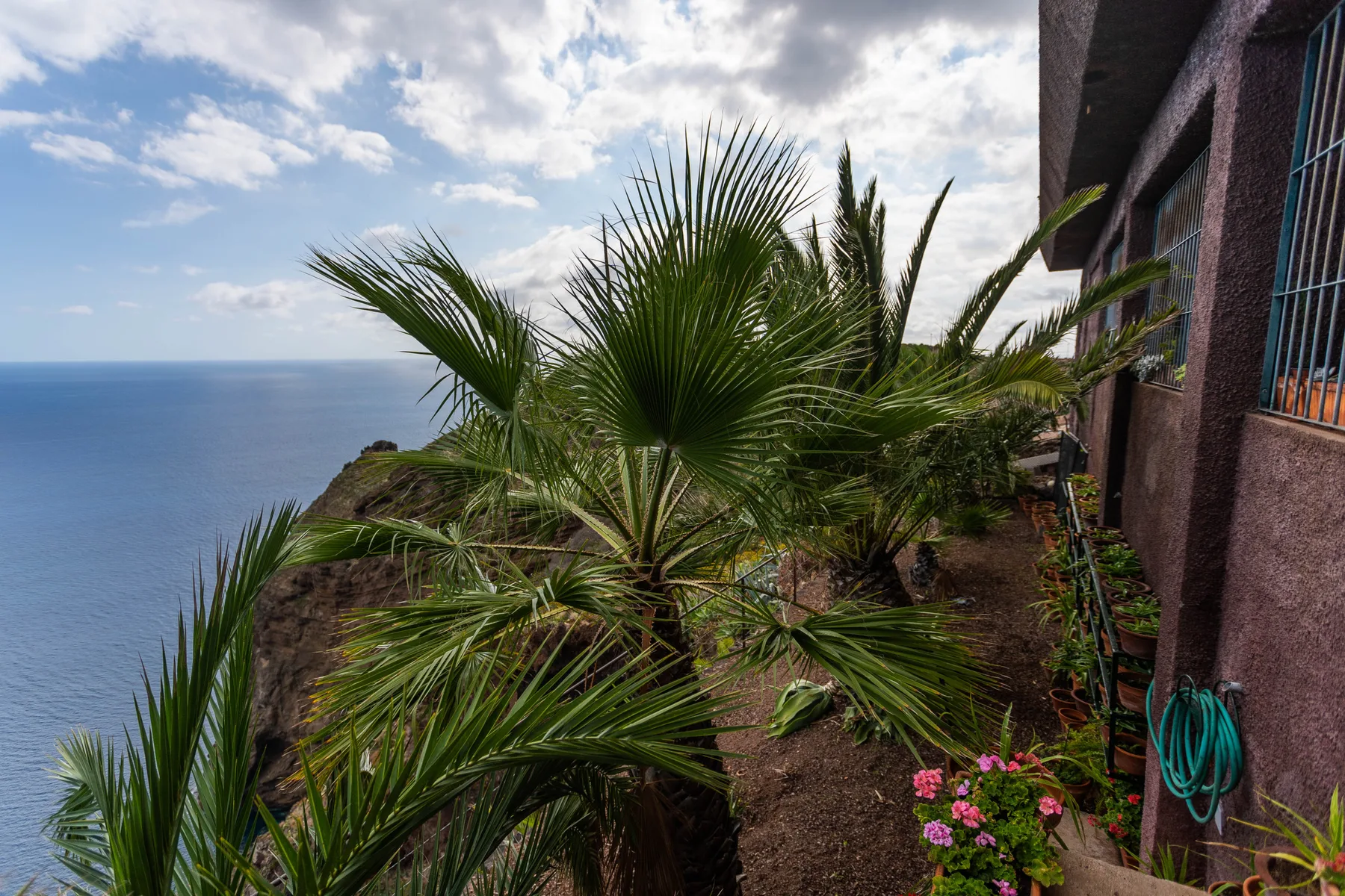 Un jardín costero con palmeras mira al océano junto a un edificio.