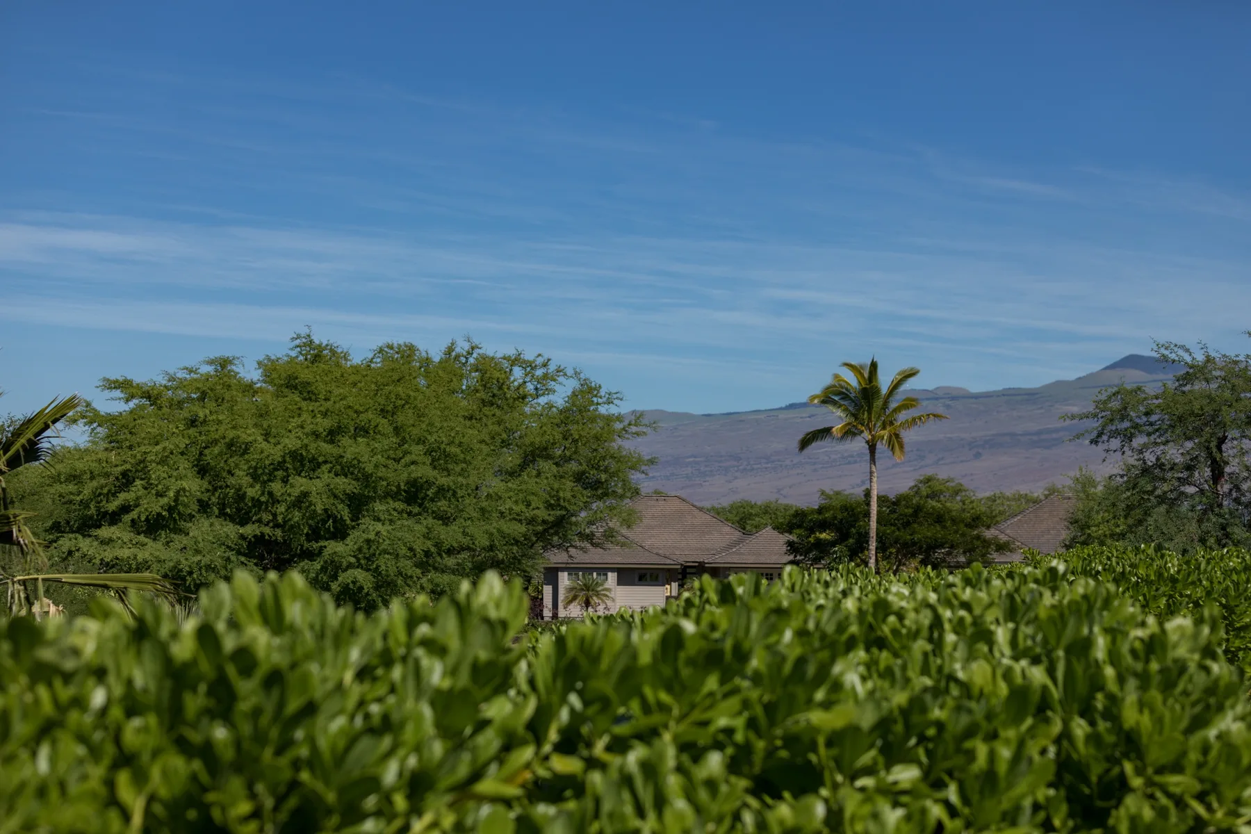 Un paisaje tropical con vegetación densa, una palmera y colinas al fondo.