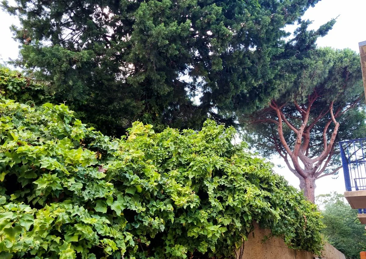 Hotel garden