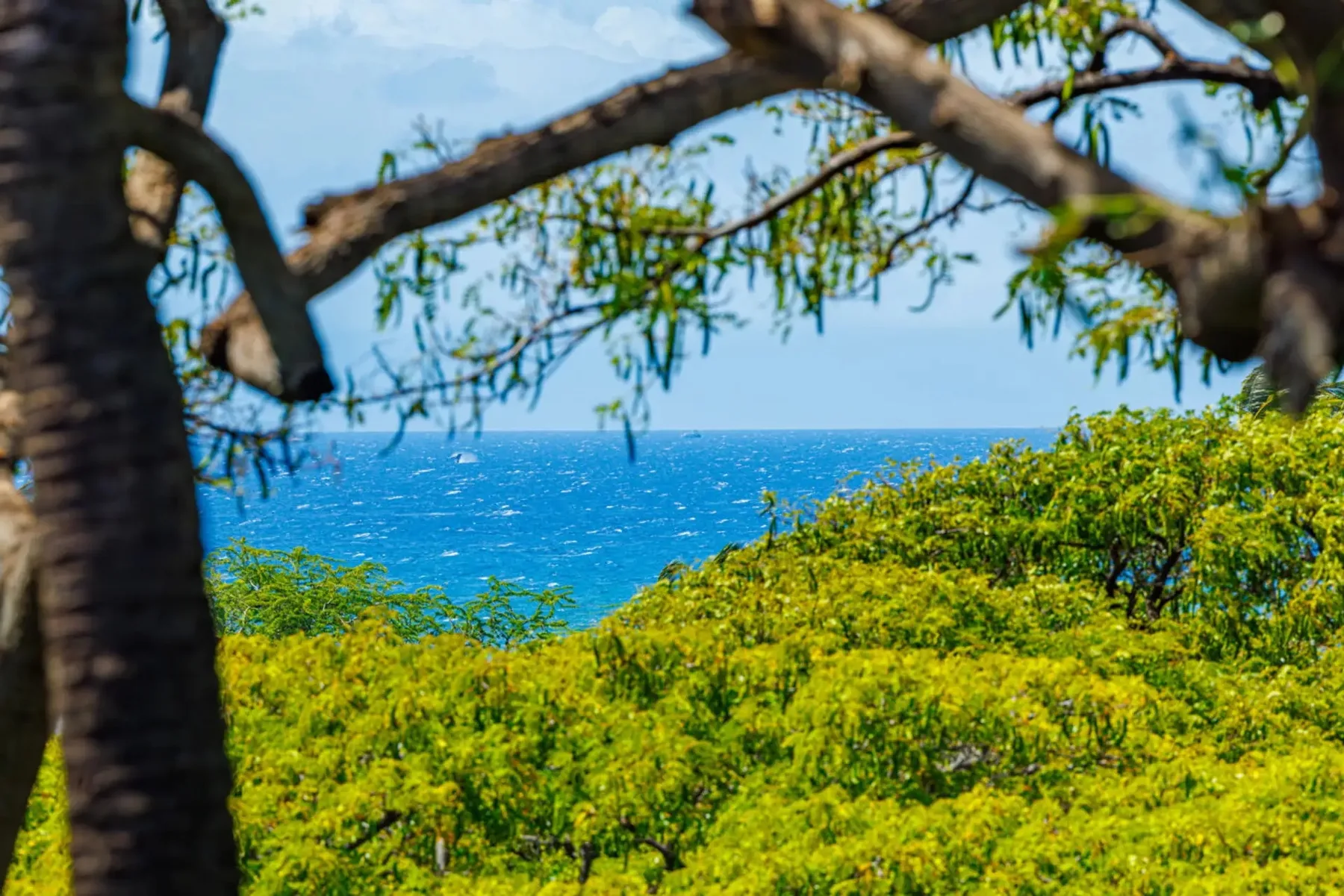 A coastal landscape with blue sea beyond green vegetation and overhanging tree branches.