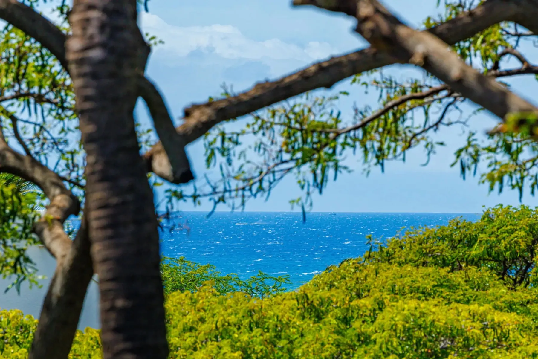 A view of the blue sea framed by leafy branches and green shrubs.