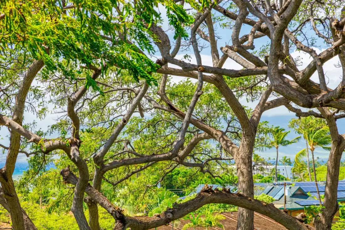 A leafy tree frames a view of rooftops and water.