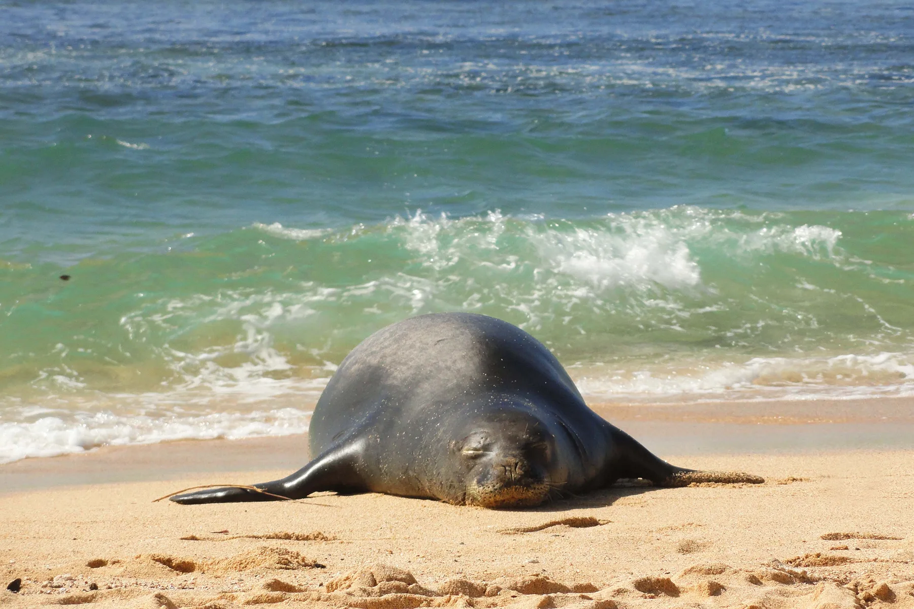 A seal rests on a sandy beach beside the waves.