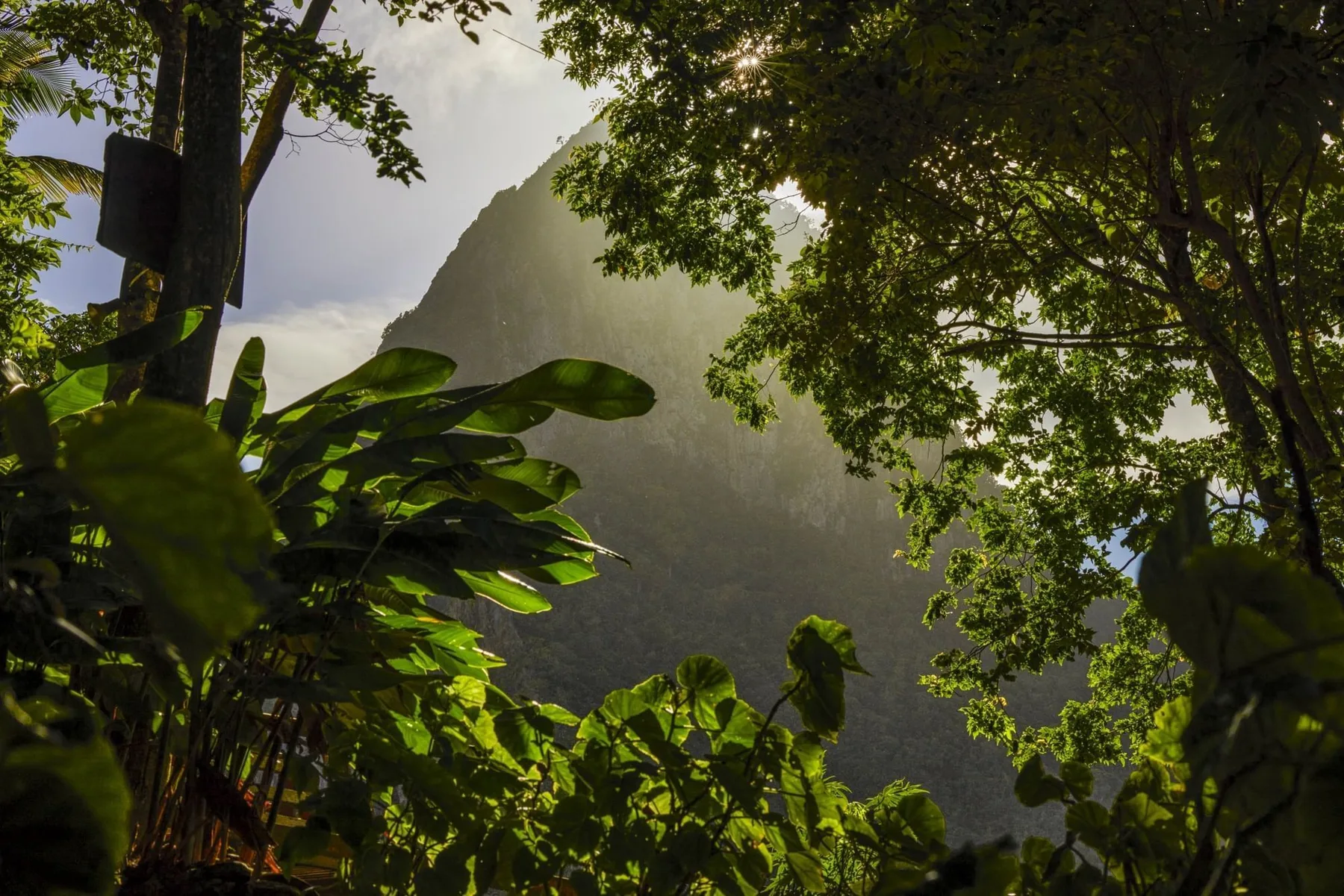 Mountain peak view from lush foliage near Ladera Resort