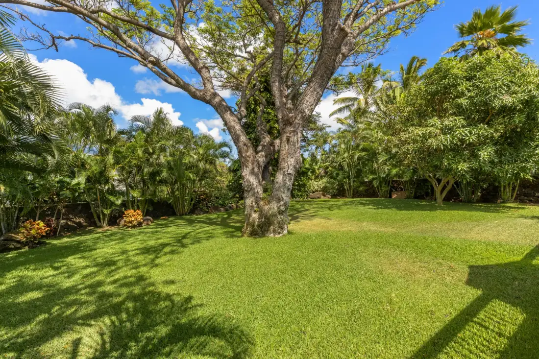 A grassy garden with a large tree and dense tropical greenery.