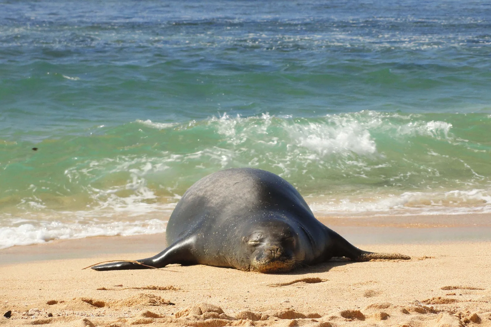 Una foca descansa en una playa de arena junto a las olas.