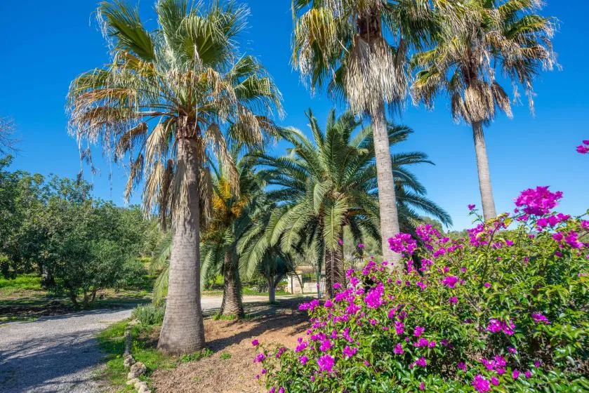 A landscaped garden features tall palm trees, flowering shrubs, and a curving path.