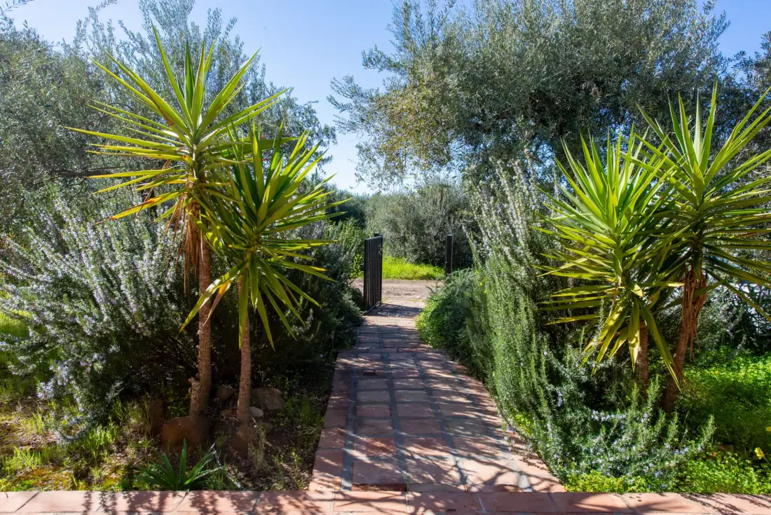 A paved garden path winds between leafy shrubs and spiky plants.
