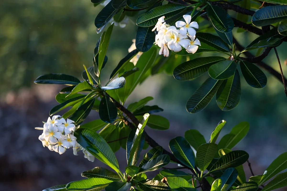 Outdoor scene with clusters of white flowers among dark green leaves.