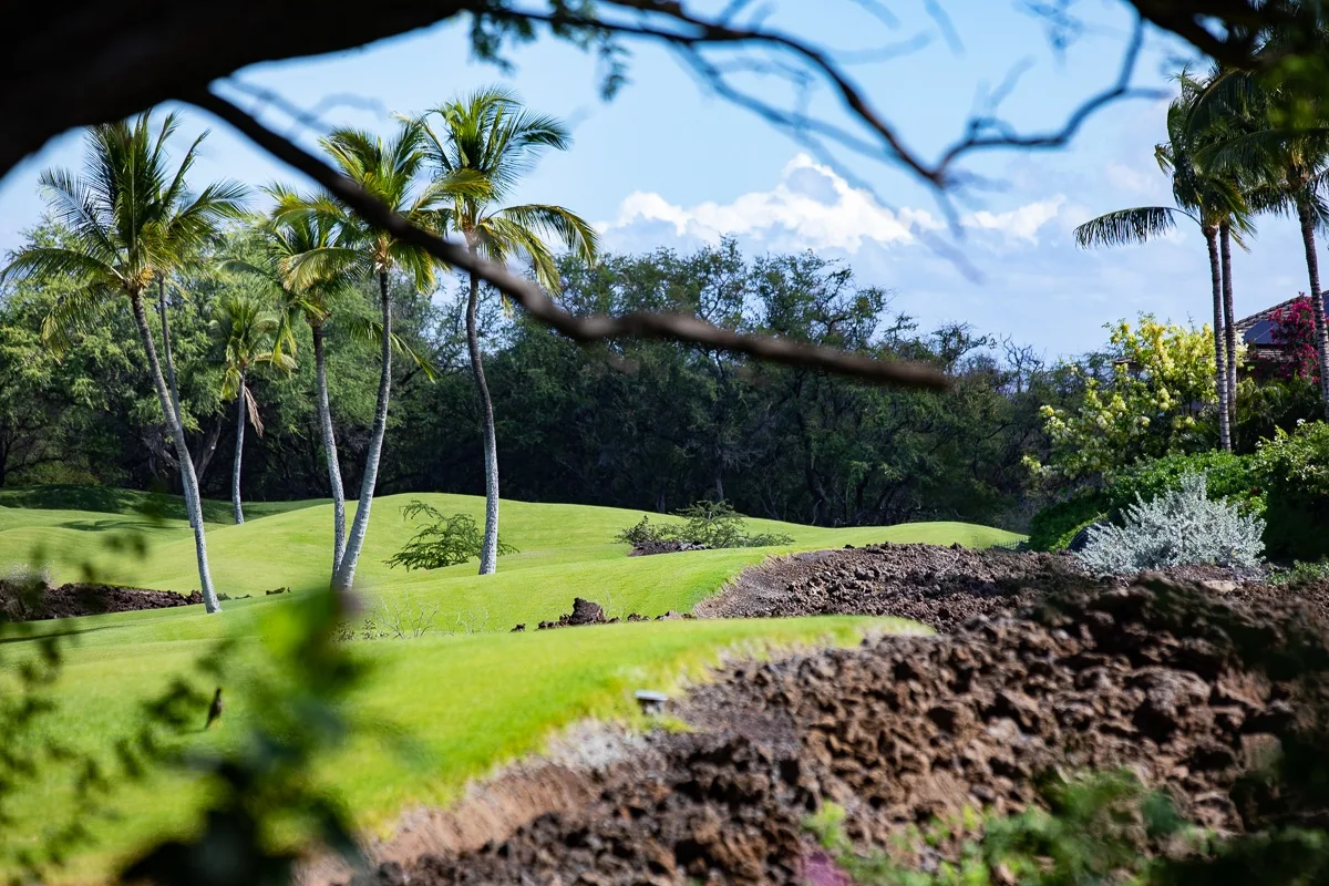A tropical garden with palm trees and a bright green lawn.
