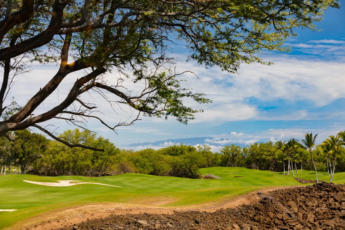 A green golf course stretches beneath a broad tree, with palms in the distance.