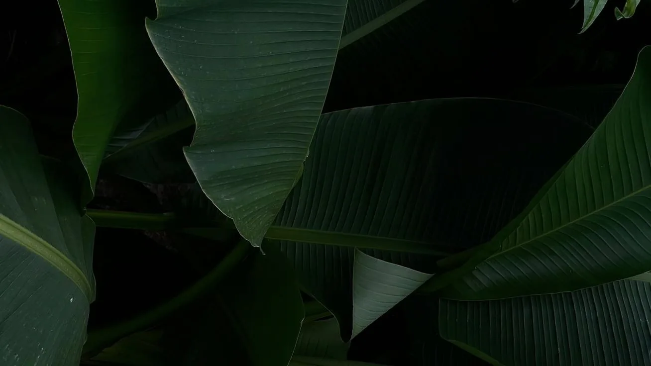 Primer plano de una hoja verde de banano