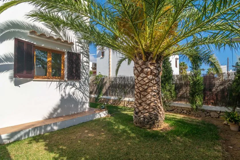 A sunny garden beside a white house, with a palm tree in the lawn.