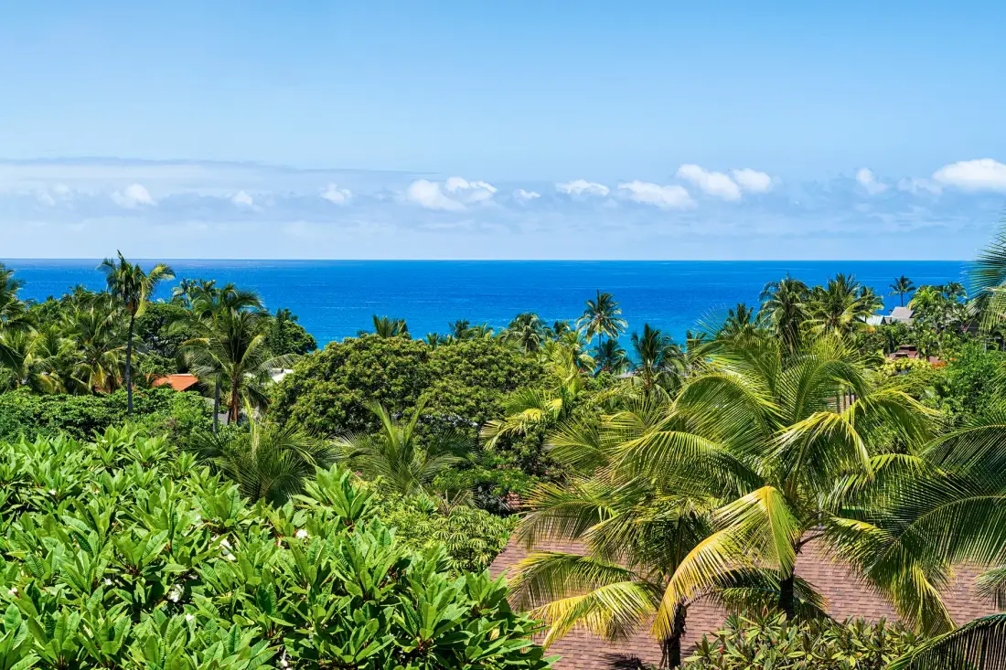 Un paisaje costero tropical con palmeras densas y el océano al fondo.
