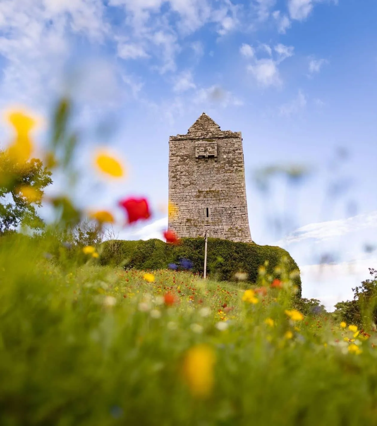 Castle and wildflower meadow
