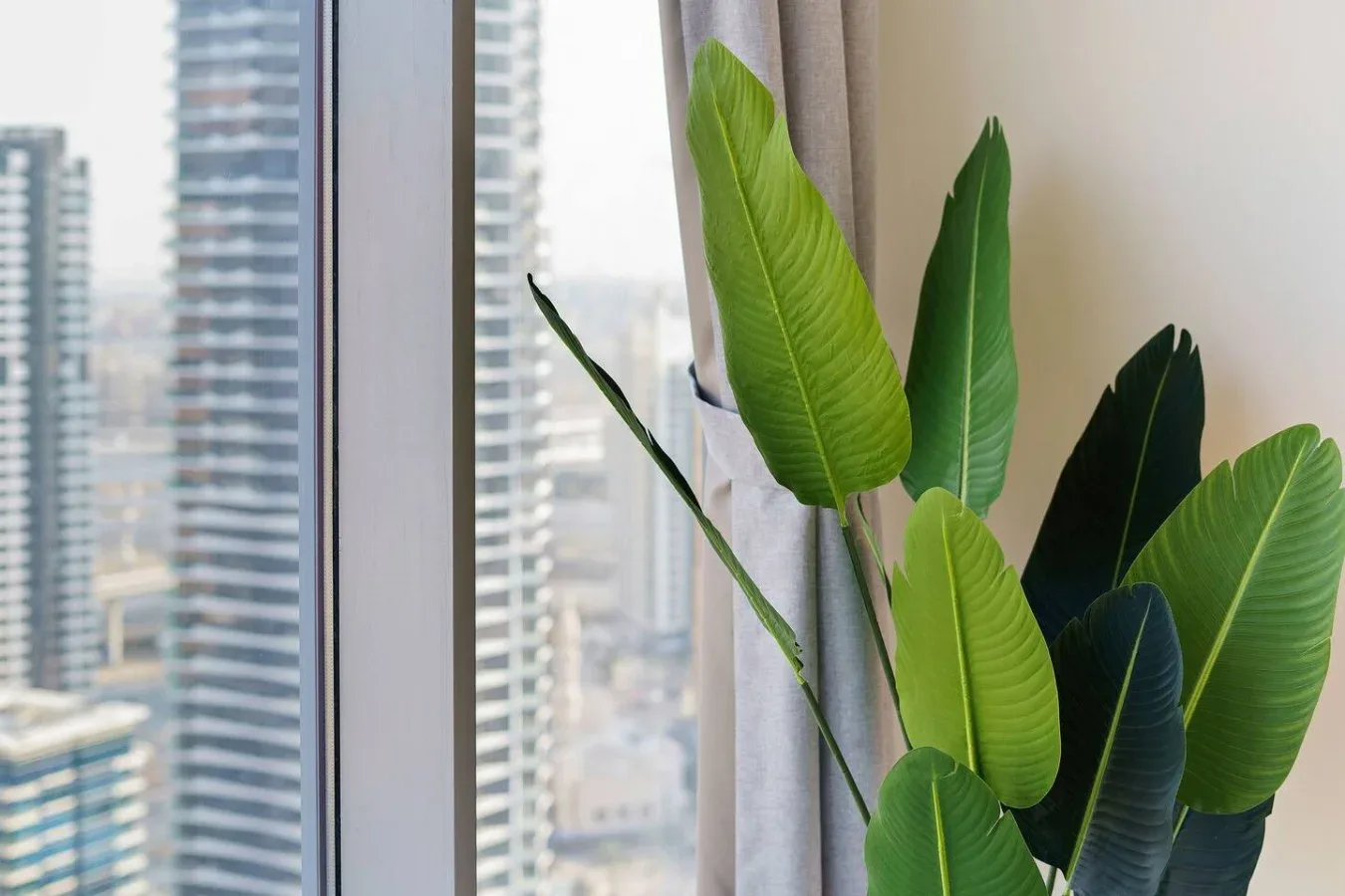 A leafy indoor plant stands beside a large window overlooking nearby buildings.