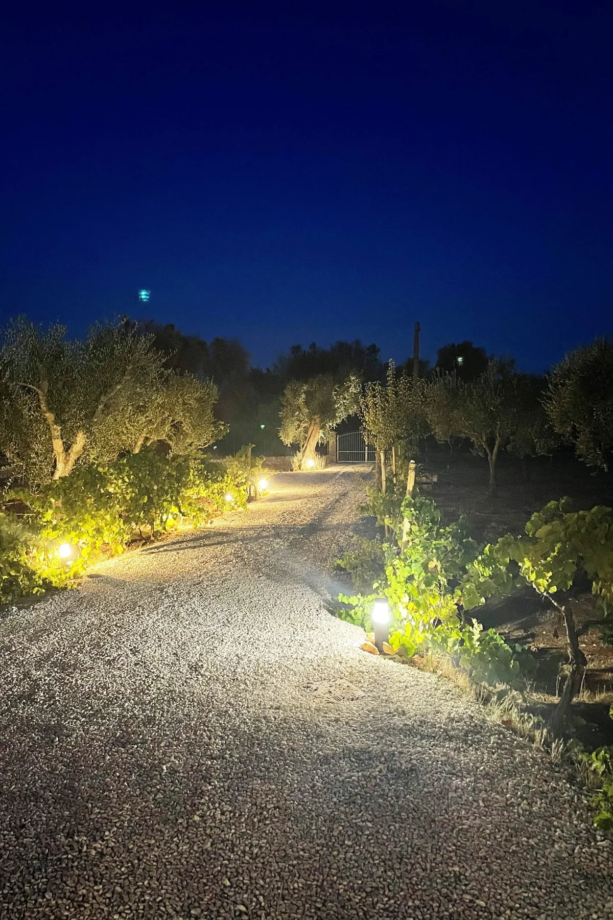 Un sendero de grava serpentea entre árboles y arbustos con iluminación nocturna.