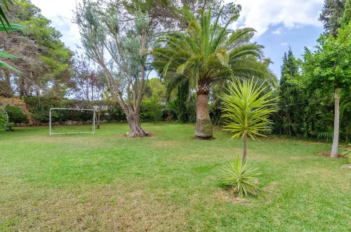 A grassy garden with a palm tree and a small goal.