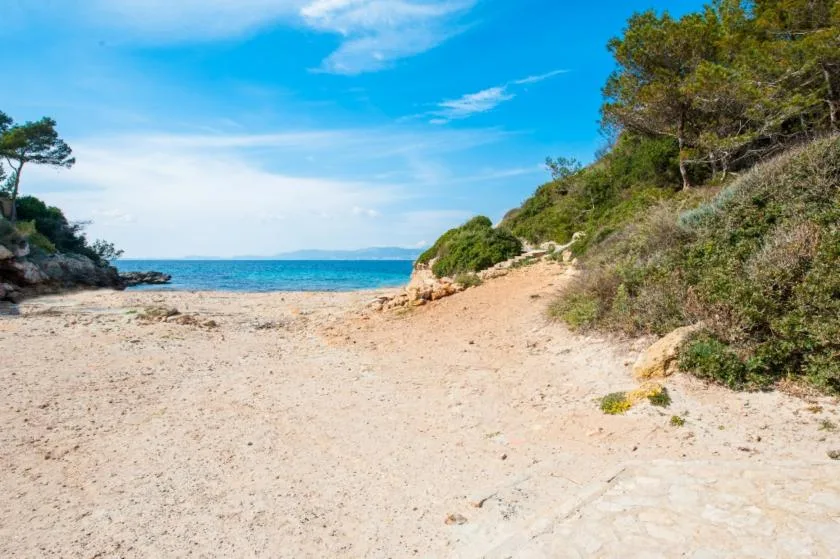 A sandy beach meets calm blue water, with trees and shrubs along the shore.