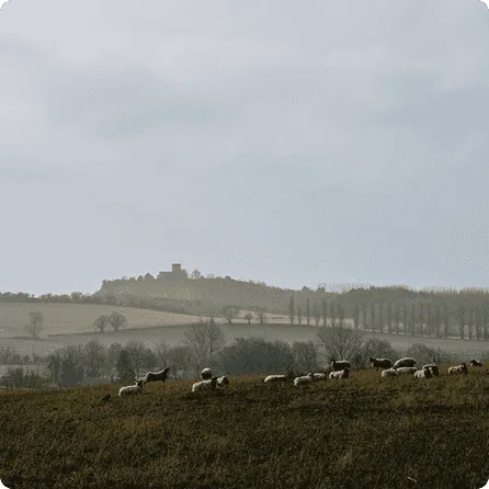 Vistas al campo