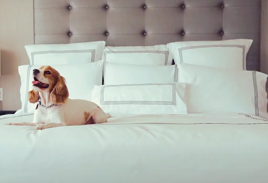 Habitación de hotel que admite mascotas