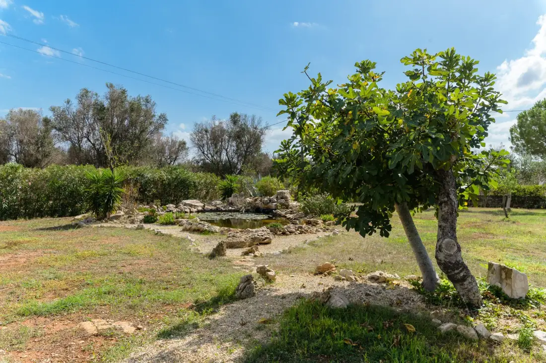 Un jardín con un árbol frondoso junto a un sendero rocoso.