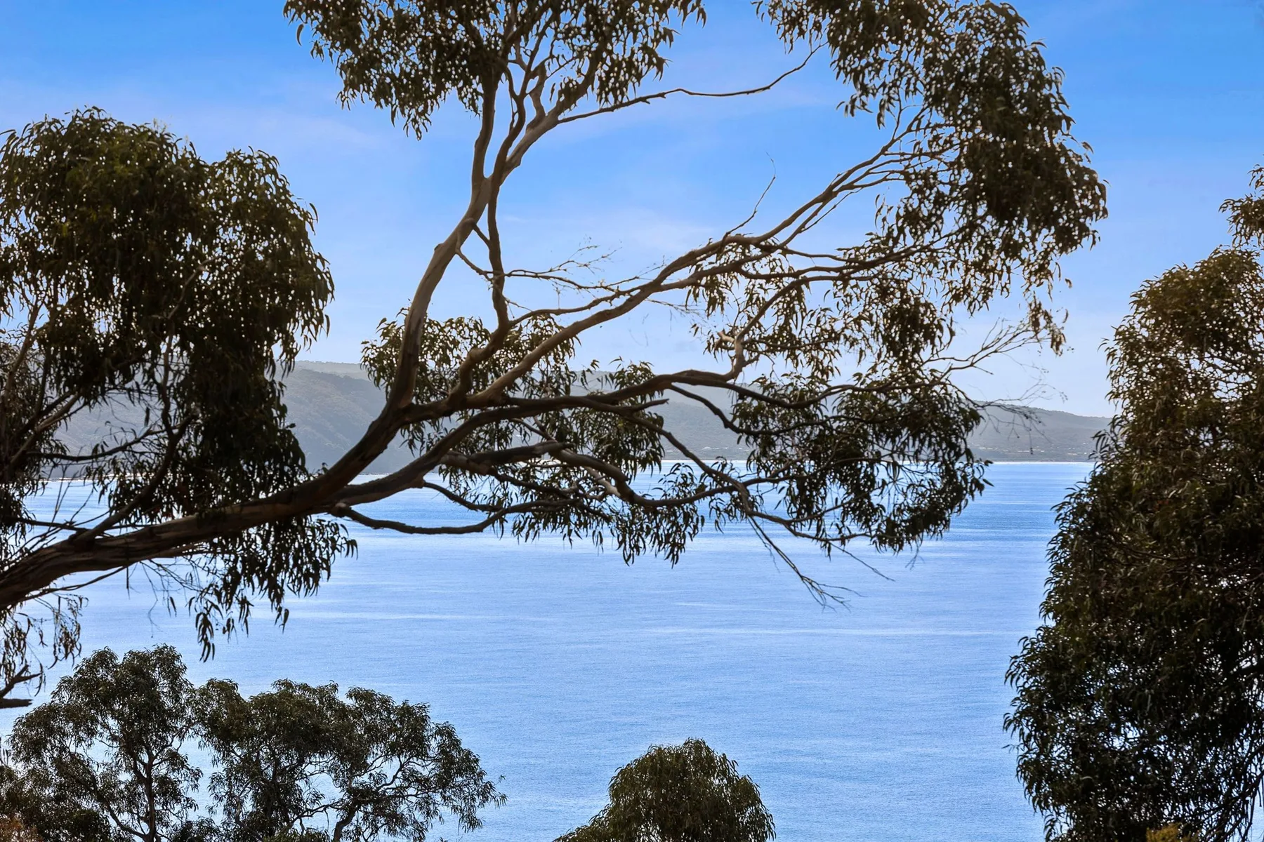 A calm bay is visible through leafy tree branches.