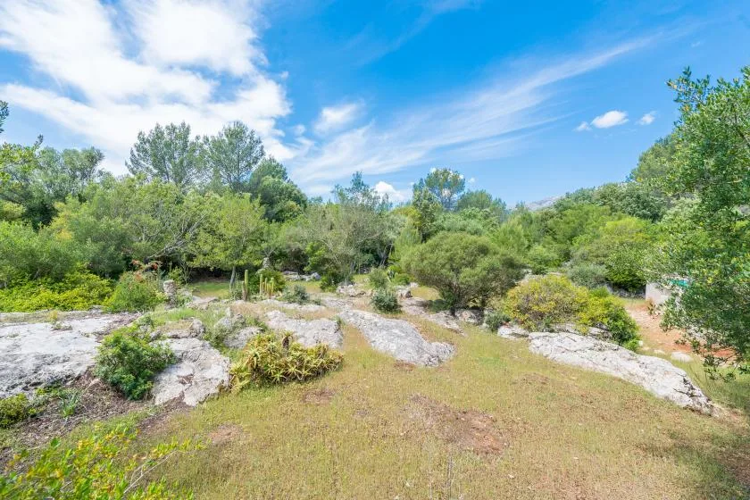 A grassy clearing with rocky patches and dense green trees beneath a blue sky.