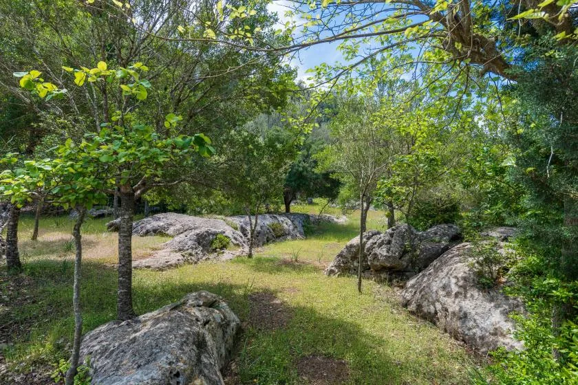 A wooded garden path winds between trees and large rocks.