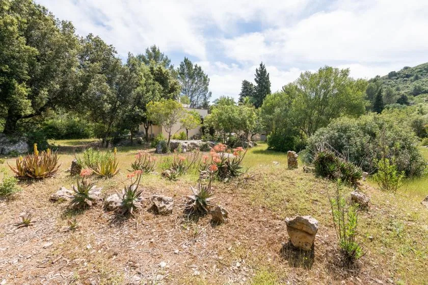 A dry garden clearing with scattered plants and trees.