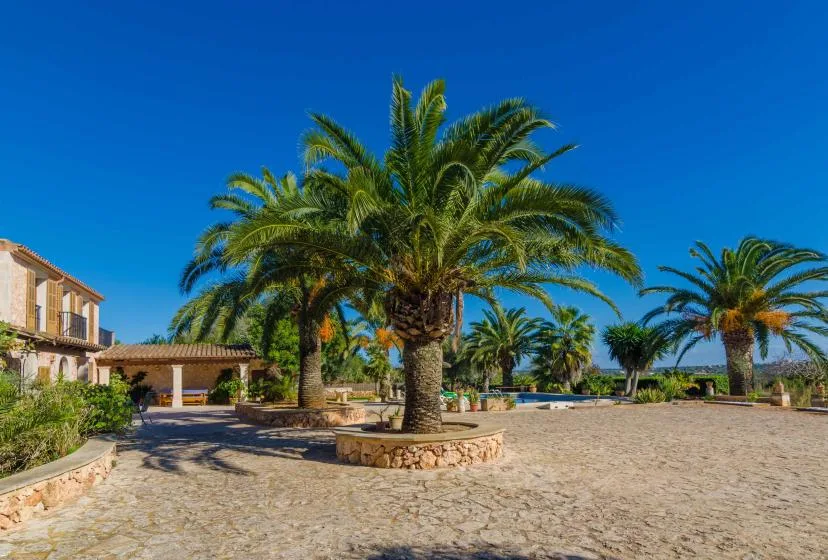 A sunny outdoor courtyard with palm trees and a broad paved area.