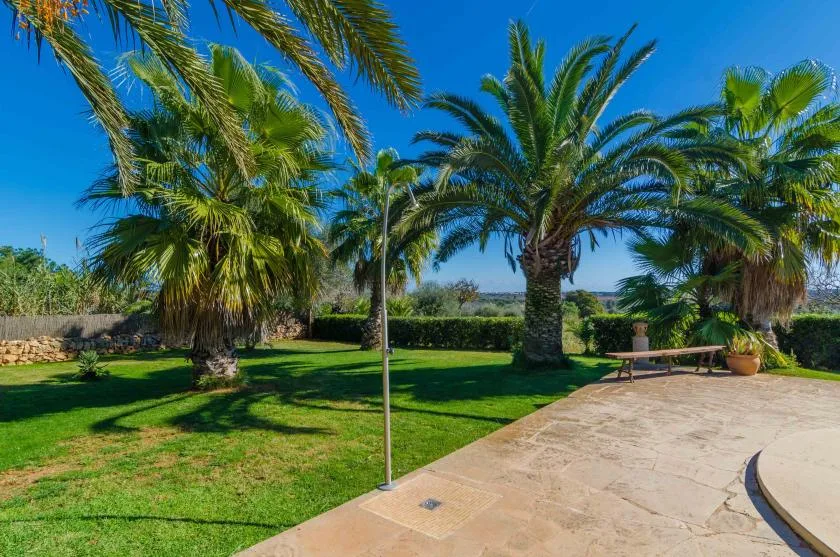 A landscaped garden with palm trees beside a paved patio.