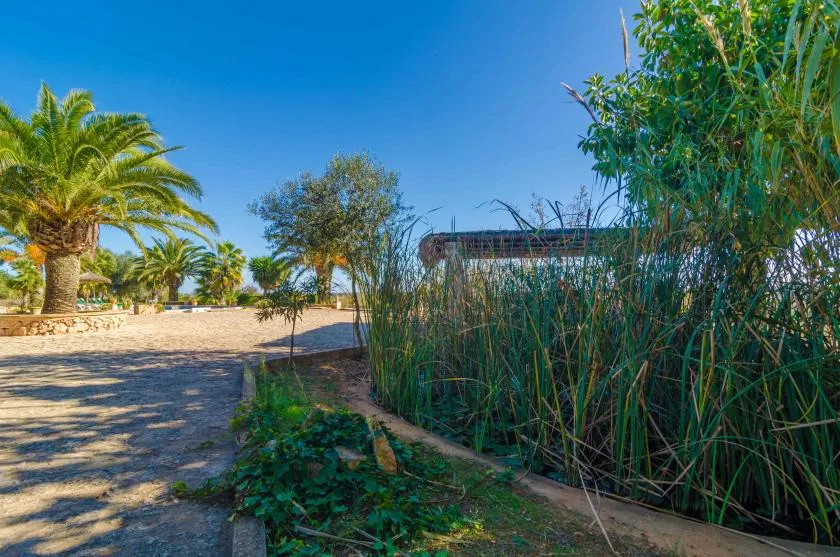 A sunny garden path passes palm trees and tall greenery.