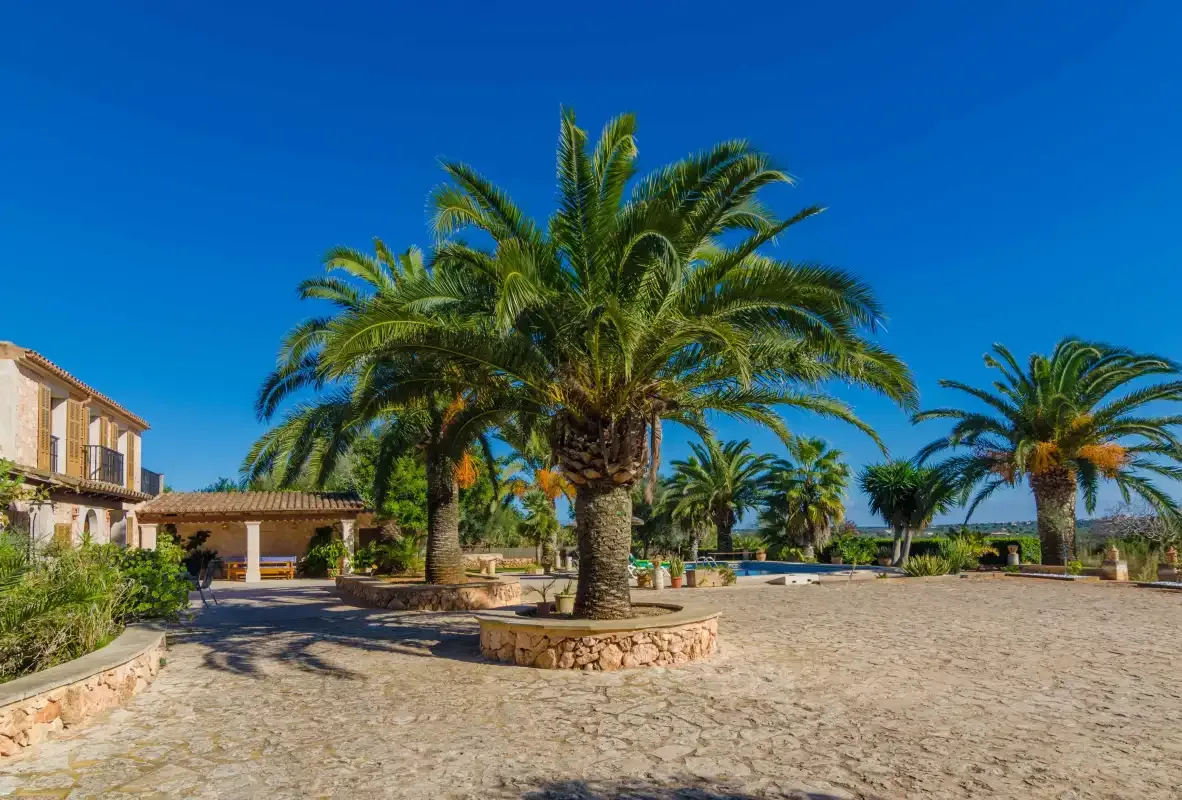 A sunny courtyard with palm trees and a stone-paved area beside a building.