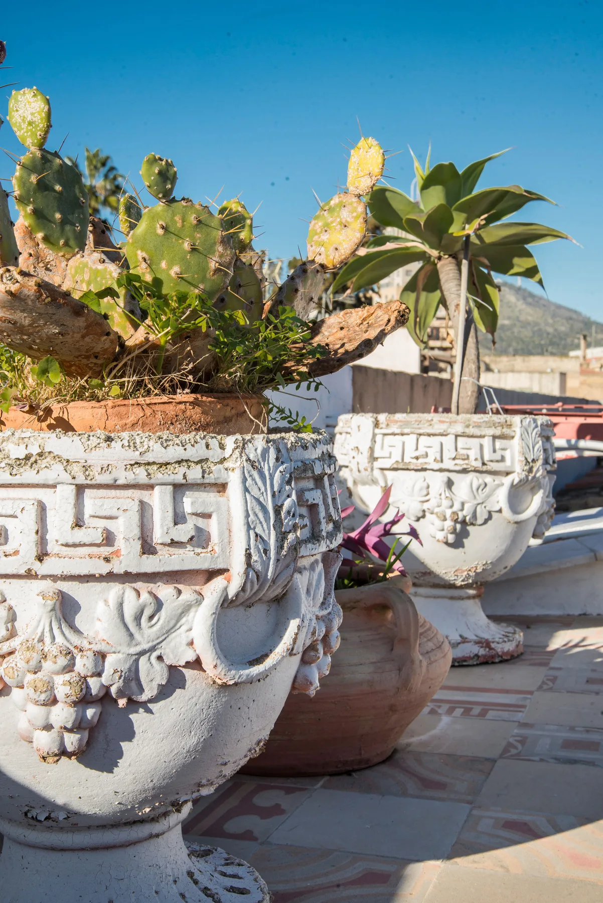 A sunlit outdoor terrace features ornate planters filled with cacti and other plants.