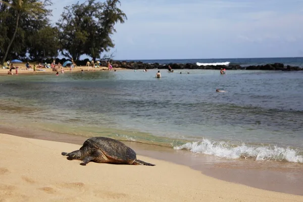 Una tortuga marina descansa en una playa de arena junto al agua.