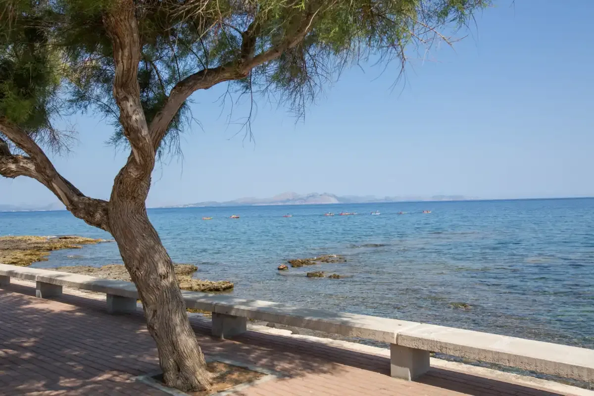 A seaside promenade beneath a tree overlooks the calm blue water.