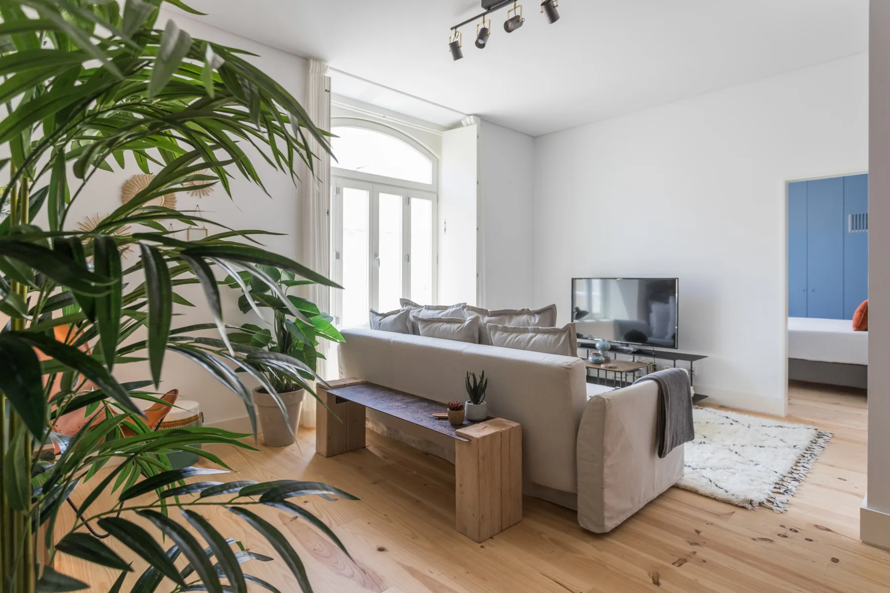 A bright living room with seating, a television, and a large leafy plant.