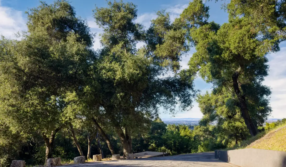 Una zona exterior pavimentada, rodeada de árboles frondosos y con vistas a lo lejos.