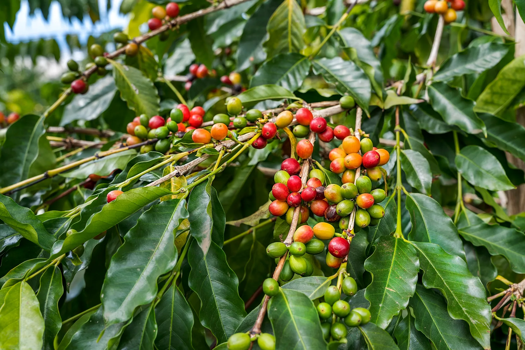 Cerezas de café maduras y verdes crecen entre hojas.