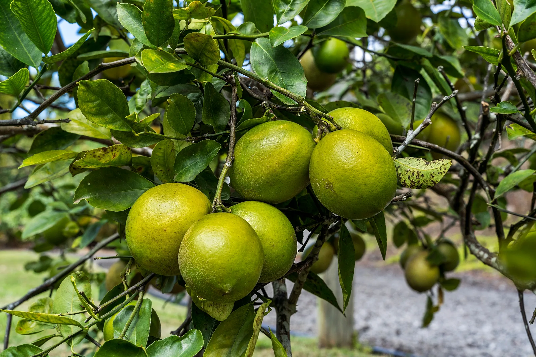 Frutos cítricos verdes cuelgan entre ramas frondosas en un huerto.