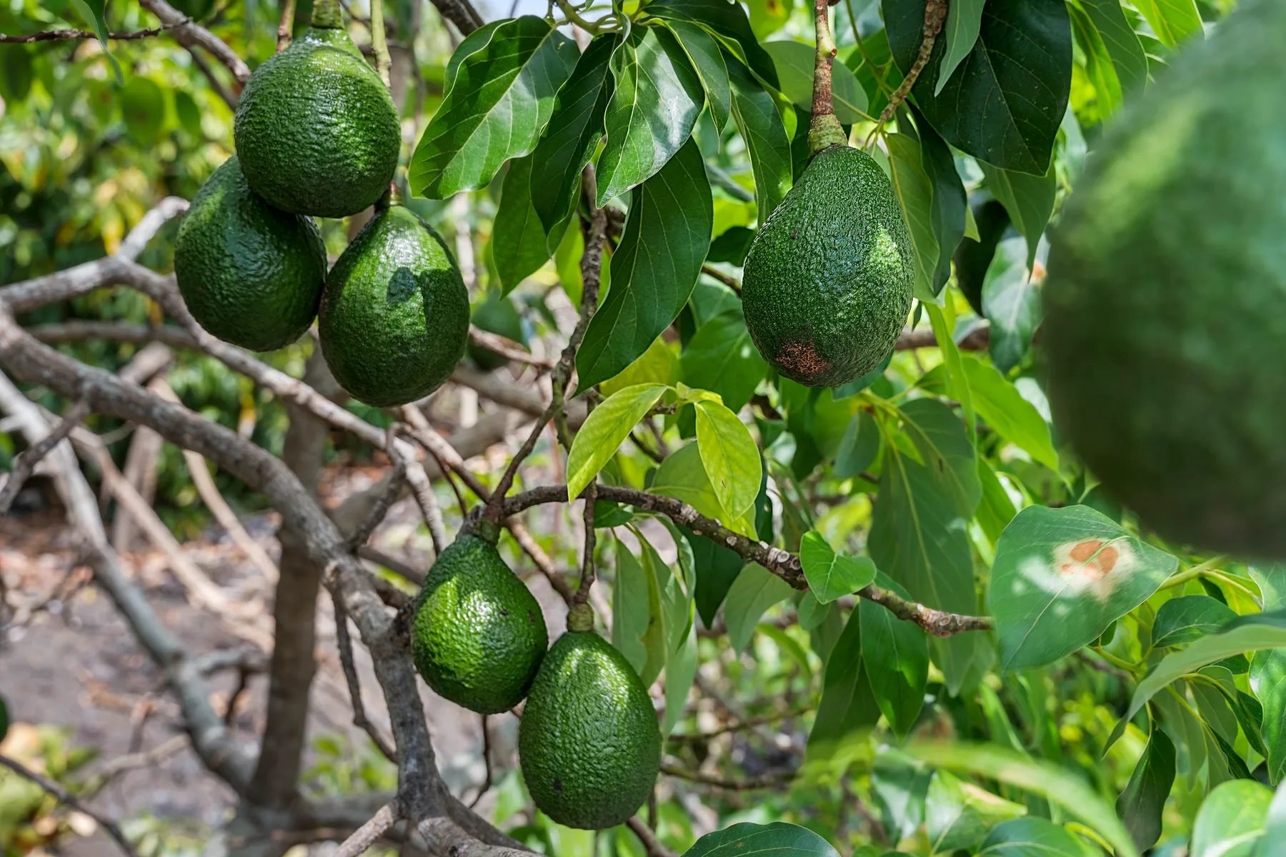 Aguacates verdes cuelgan de las ramas frondosas de un árbol.