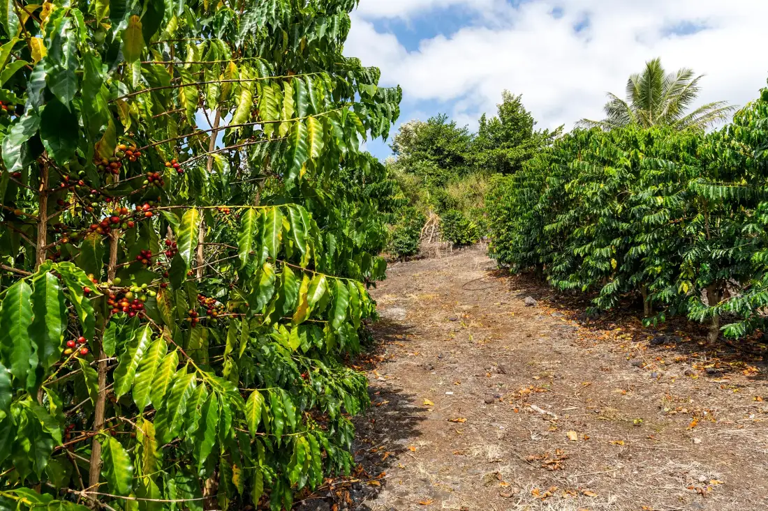Un camino de tierra pasa entre hileras de plantas de café con frutos rojos.